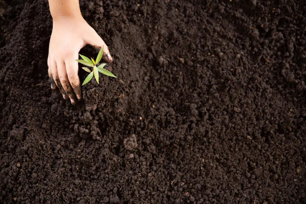 Porque ter carbono no solo ajuda o planta?