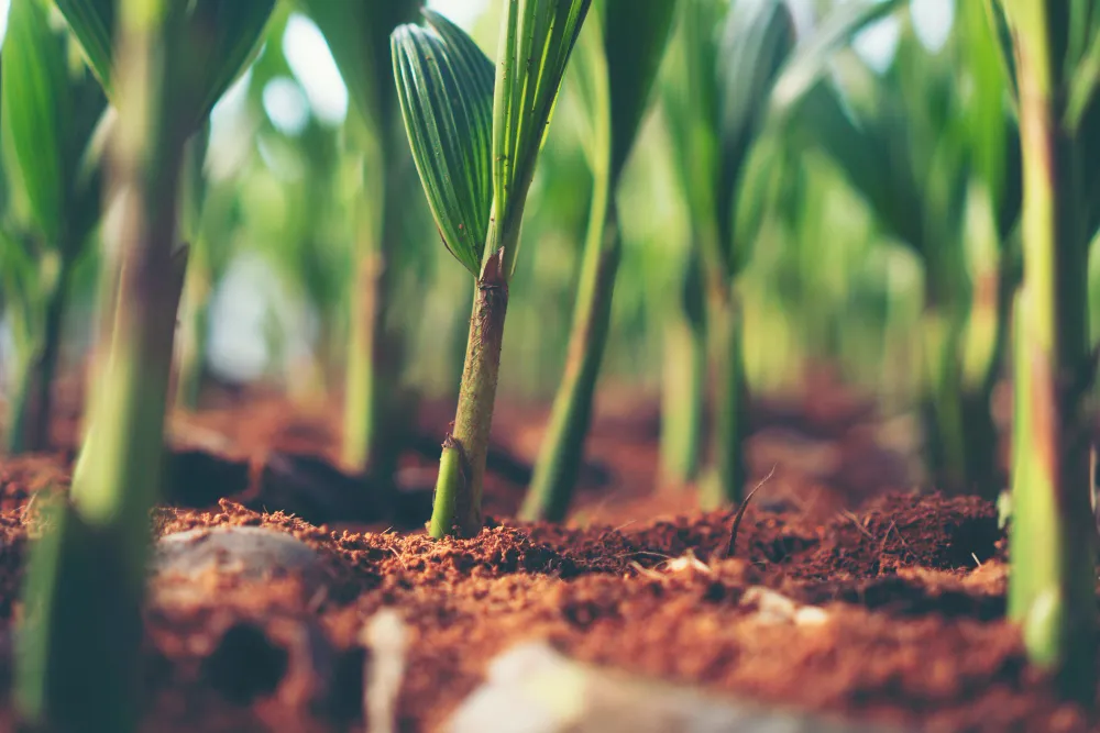 Plantas - um poderoso modificador de solo