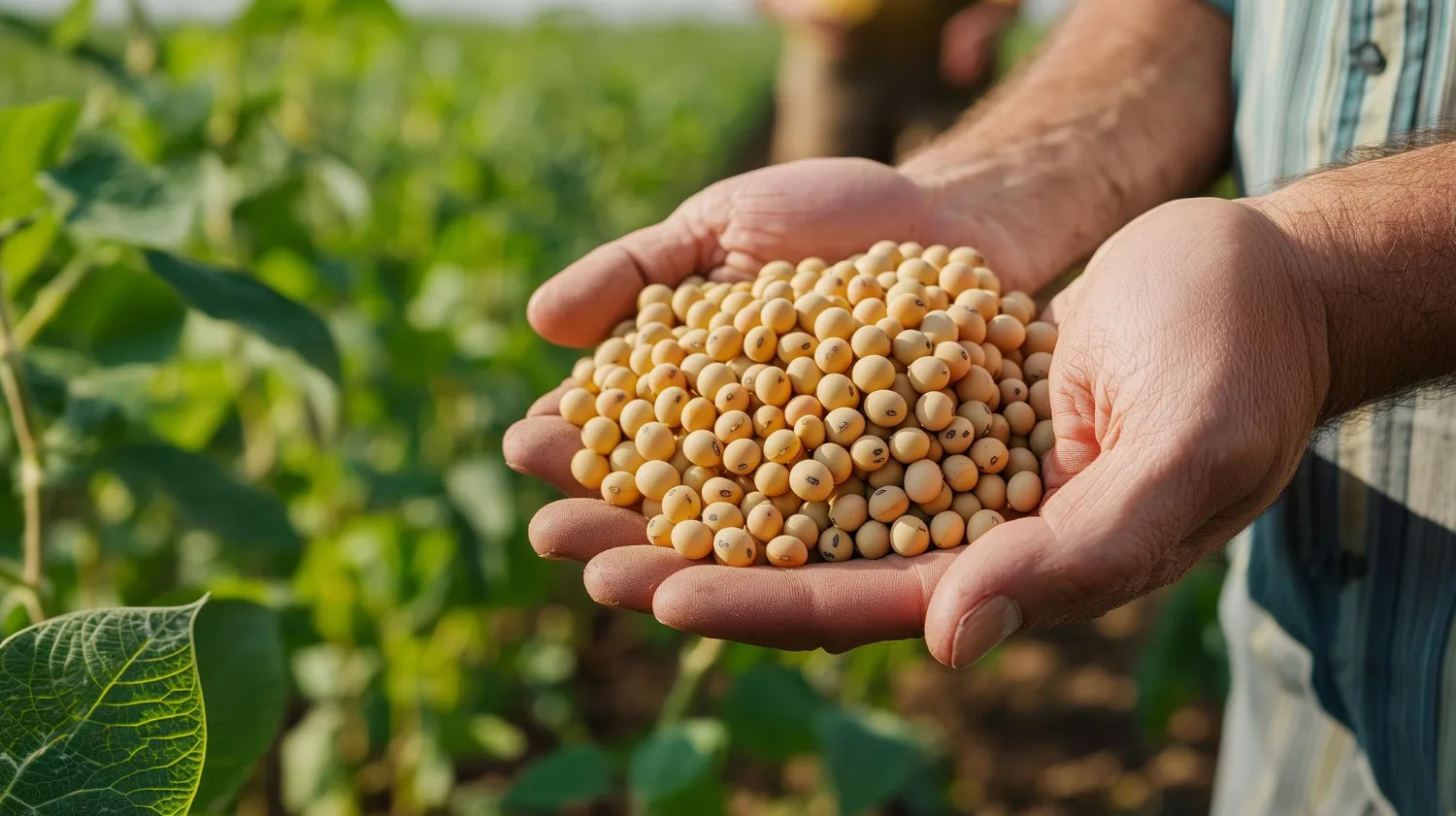 O Nobel da Agricultura é do Brasil