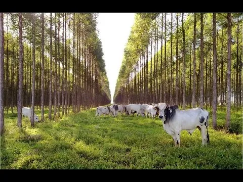 Integração Lavoura - Pecuária - Floresta e a Ferticorreção