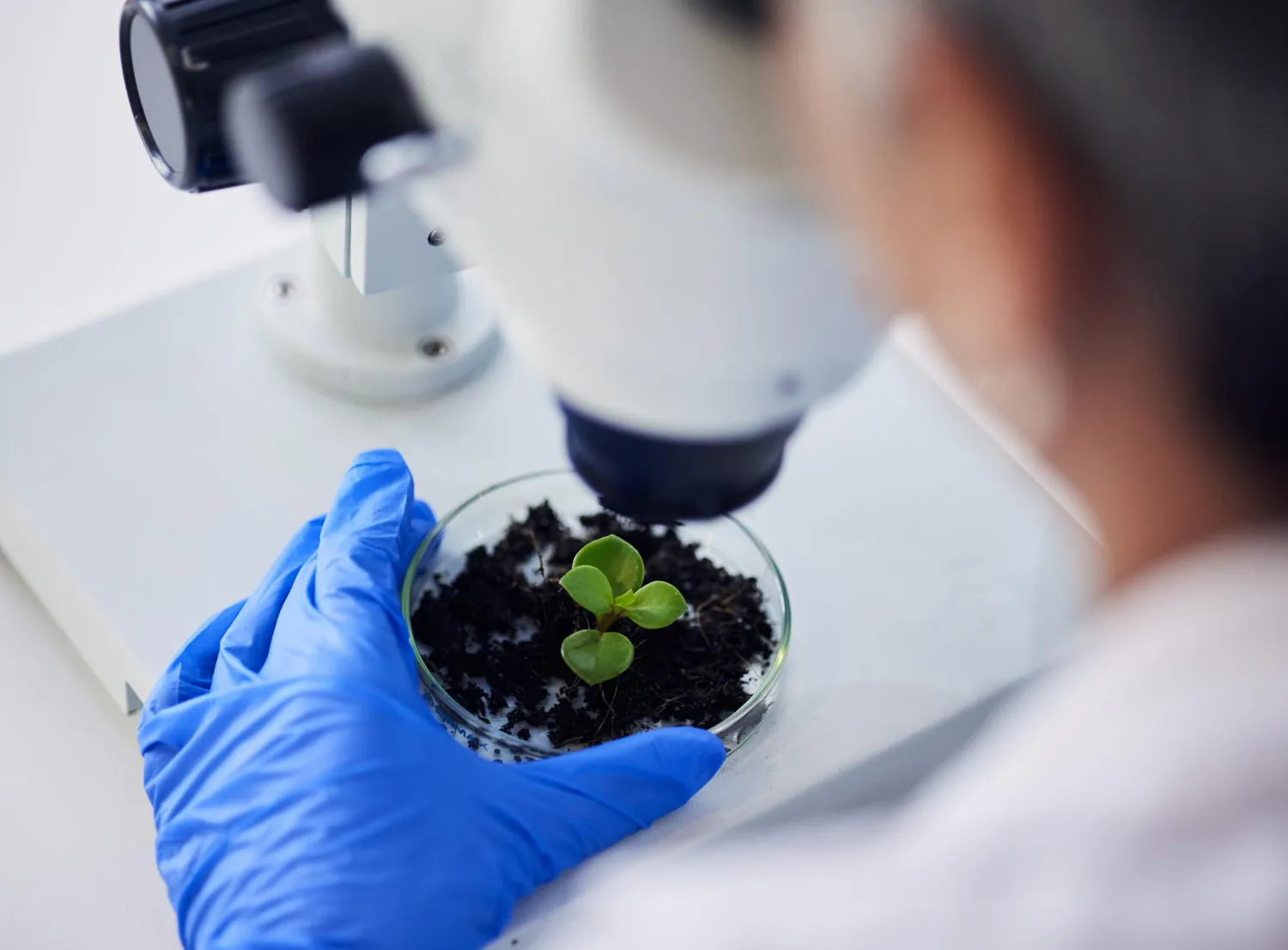 Microbiologia na Fertilidade do Solo