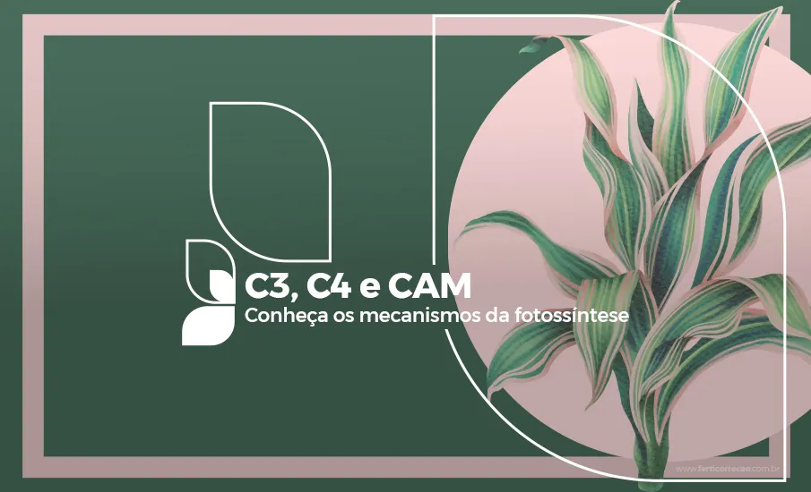 Plantas C3, C4 e CAM