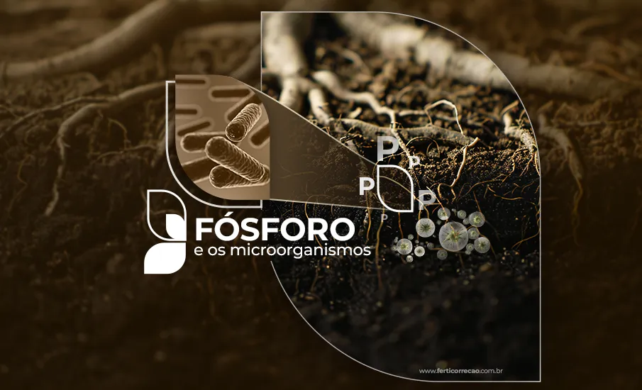 Fósforo e os microrganismos 